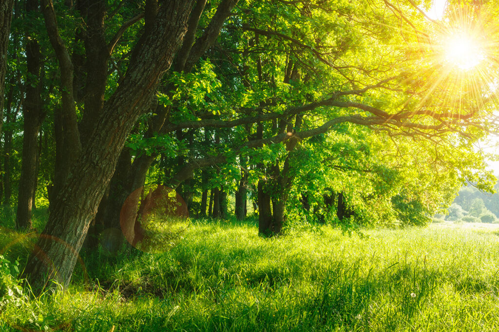 自然のイメージ